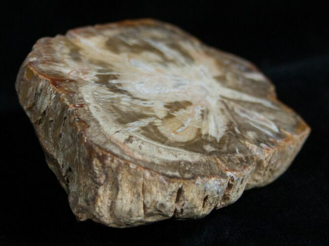 Petrified Wood - Limb Slice From Madagascar #2234